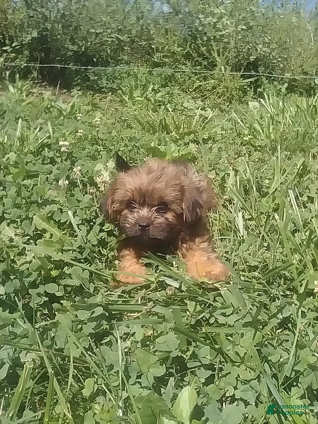 Shorkie dogs for sale: Sissy  - Ad 5