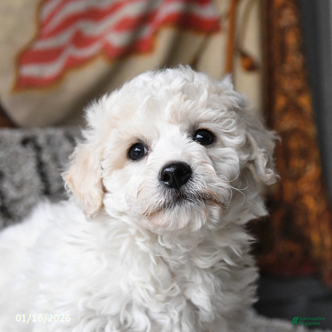 Bichon Frise dogs for sale: Frisky - Ad 2