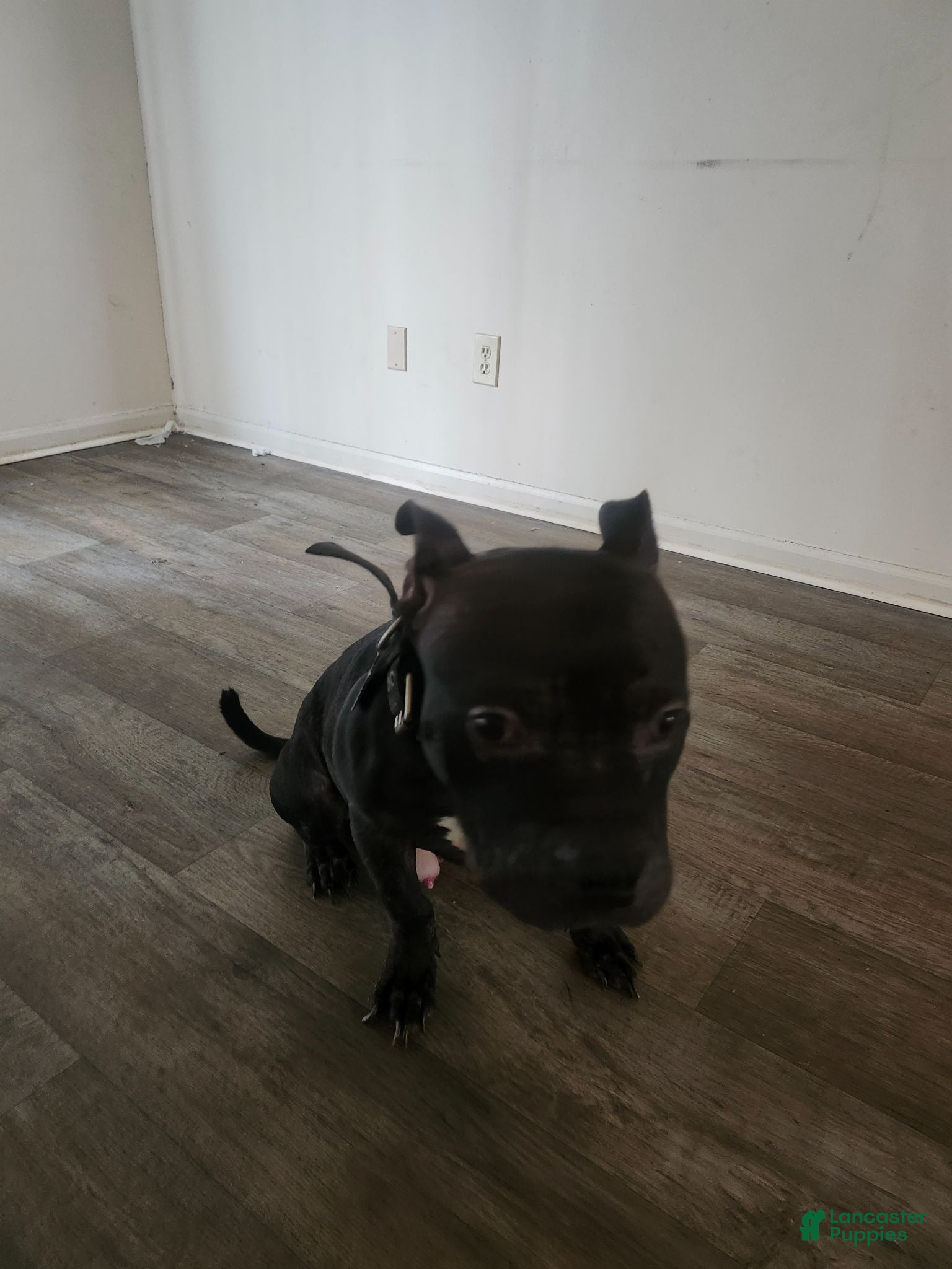 American Bully dogs American Bully 1 - Ad 18