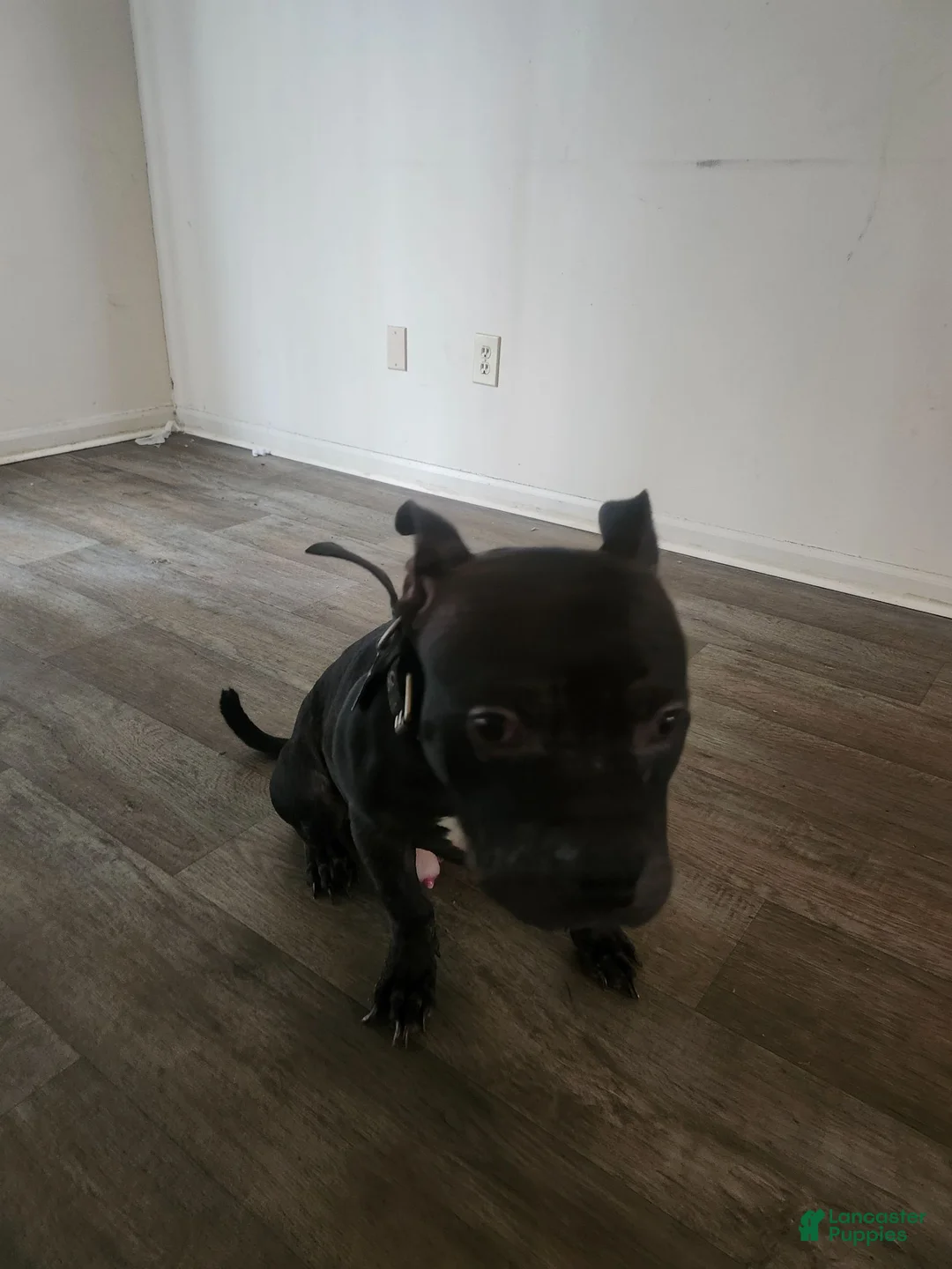 American Bully dogs for sale: American Bully 1 - Ad 1