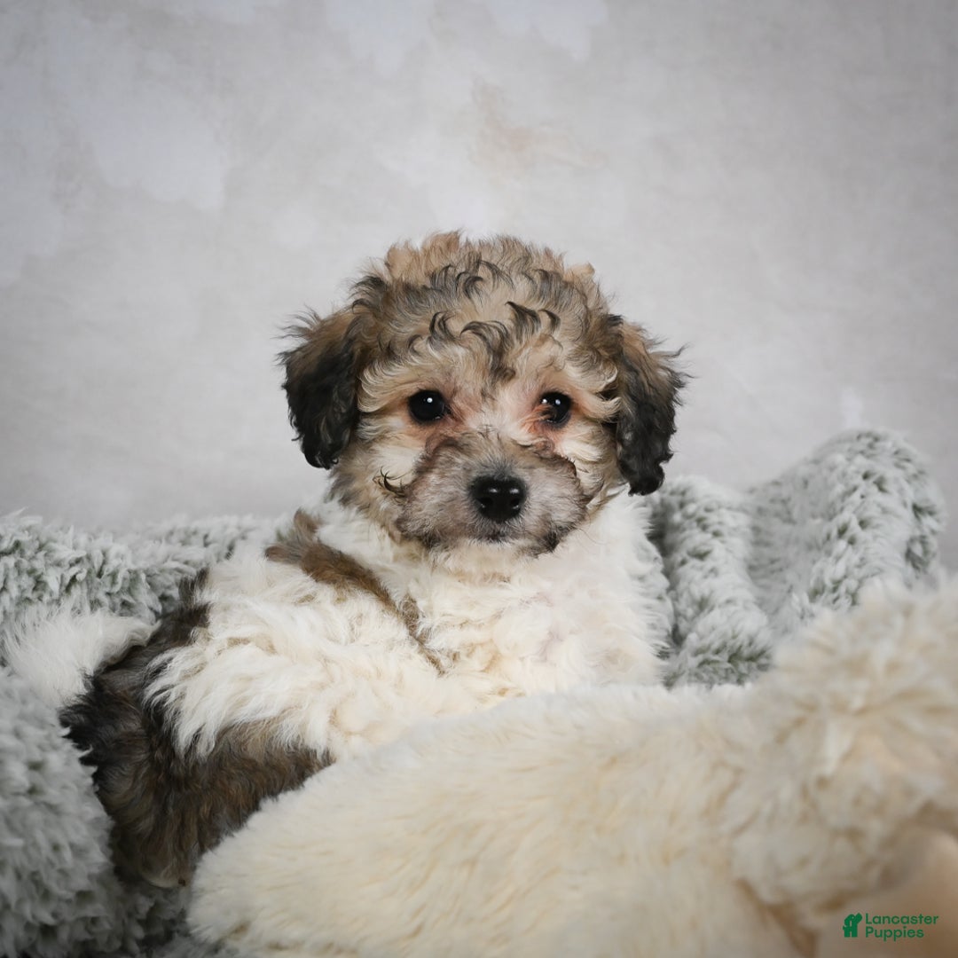 Bichpoo dogs for sale: Brady - Ad 8