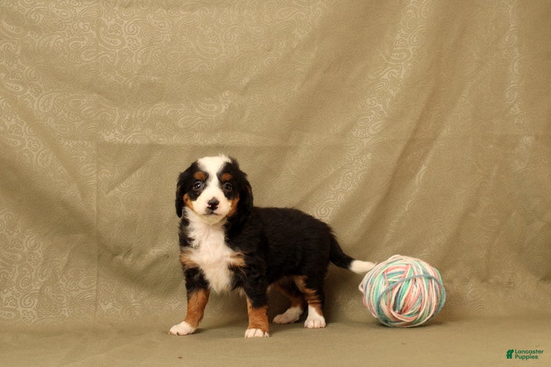 Mini Bernedoodle dogs Beatrice - Ad 1