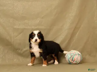 Mini Bernedoodle dogs for sale: Beatrice - Ad 3