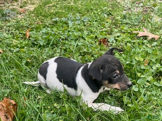 Rat Terrier dogs Rat Terrier Puppy 1 - Ad 21