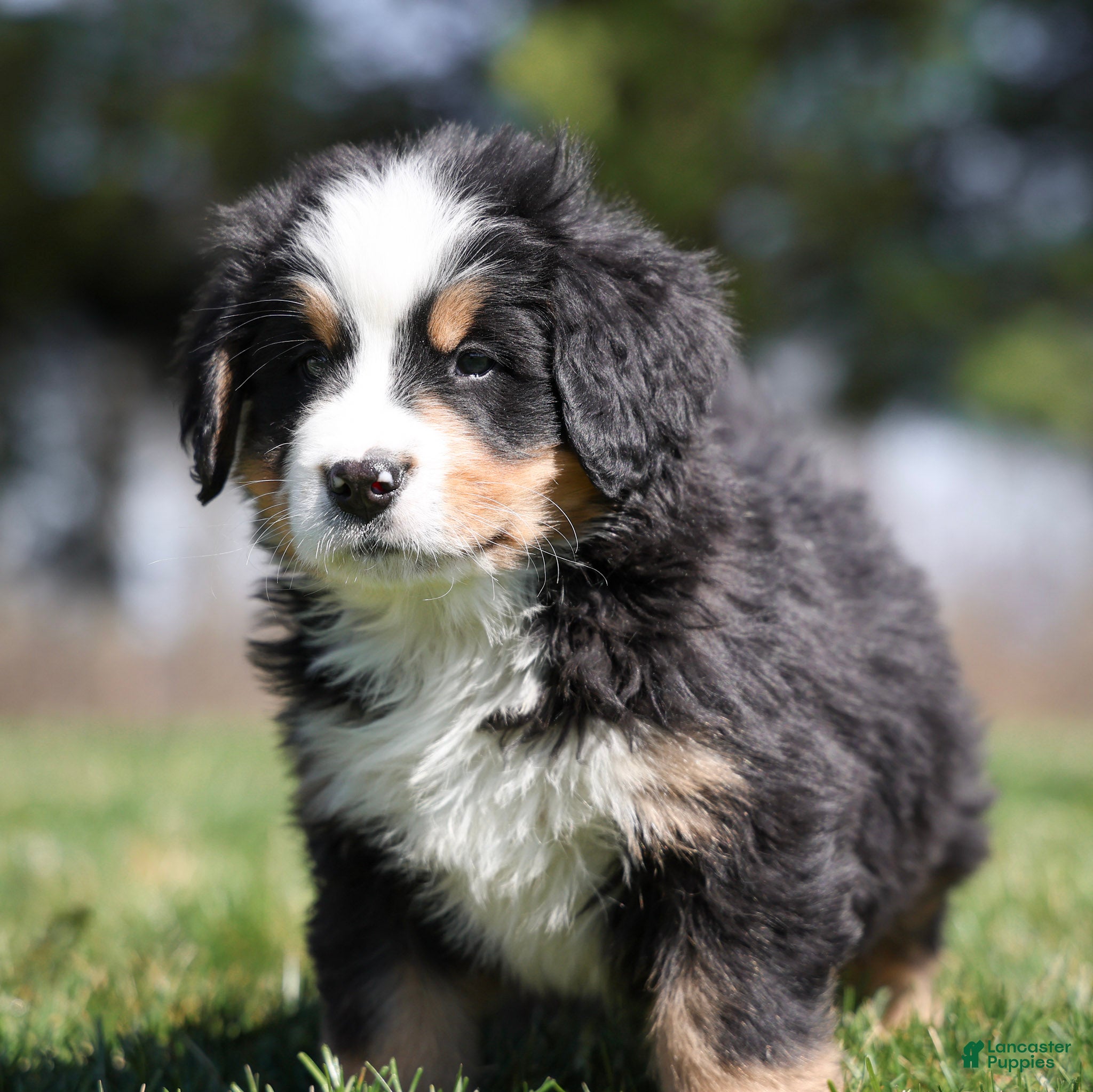 Bernese Mountain Dog dogs Remington - Ad 1