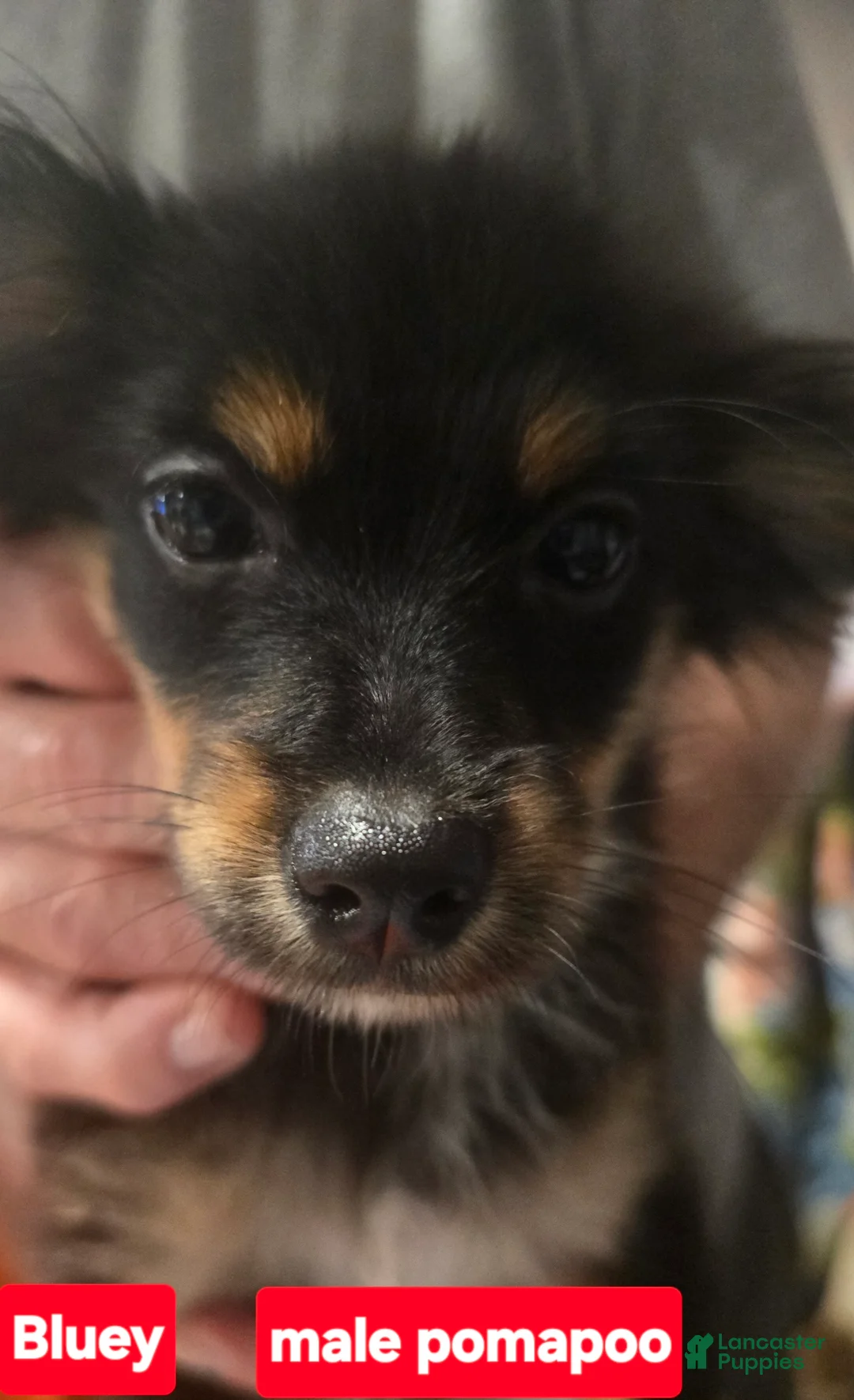 Pomapoo dogs for sale: Bluey - Ad 2