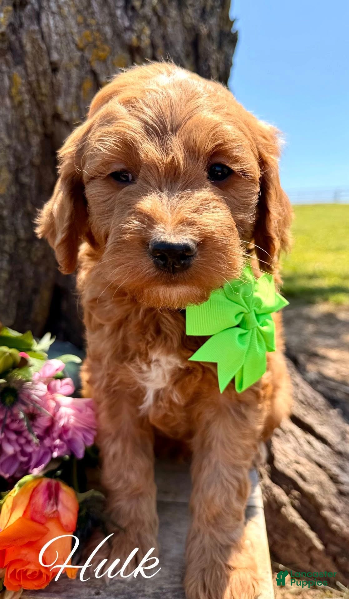 Mini Goldendoodle dogs for sale: Medium Goldendoodle Boy HULK - Ad 2