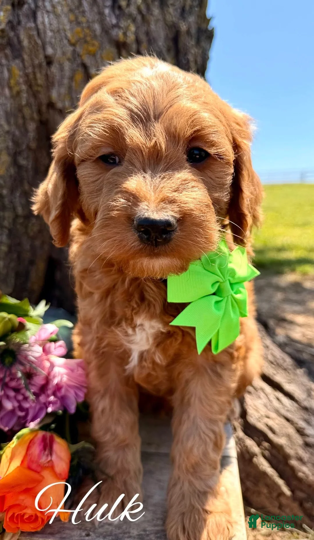 Mini Goldendoodle dogs for sale: Medium Goldendoodle Boy HULK - Ad 1