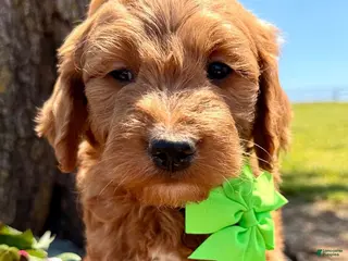 Mini Goldendoodle dogs for sale: Medium Goldendoodle Boy HULK - Ad 2