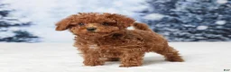 Toy Poodle dogs for sale: Angel - Ad 4