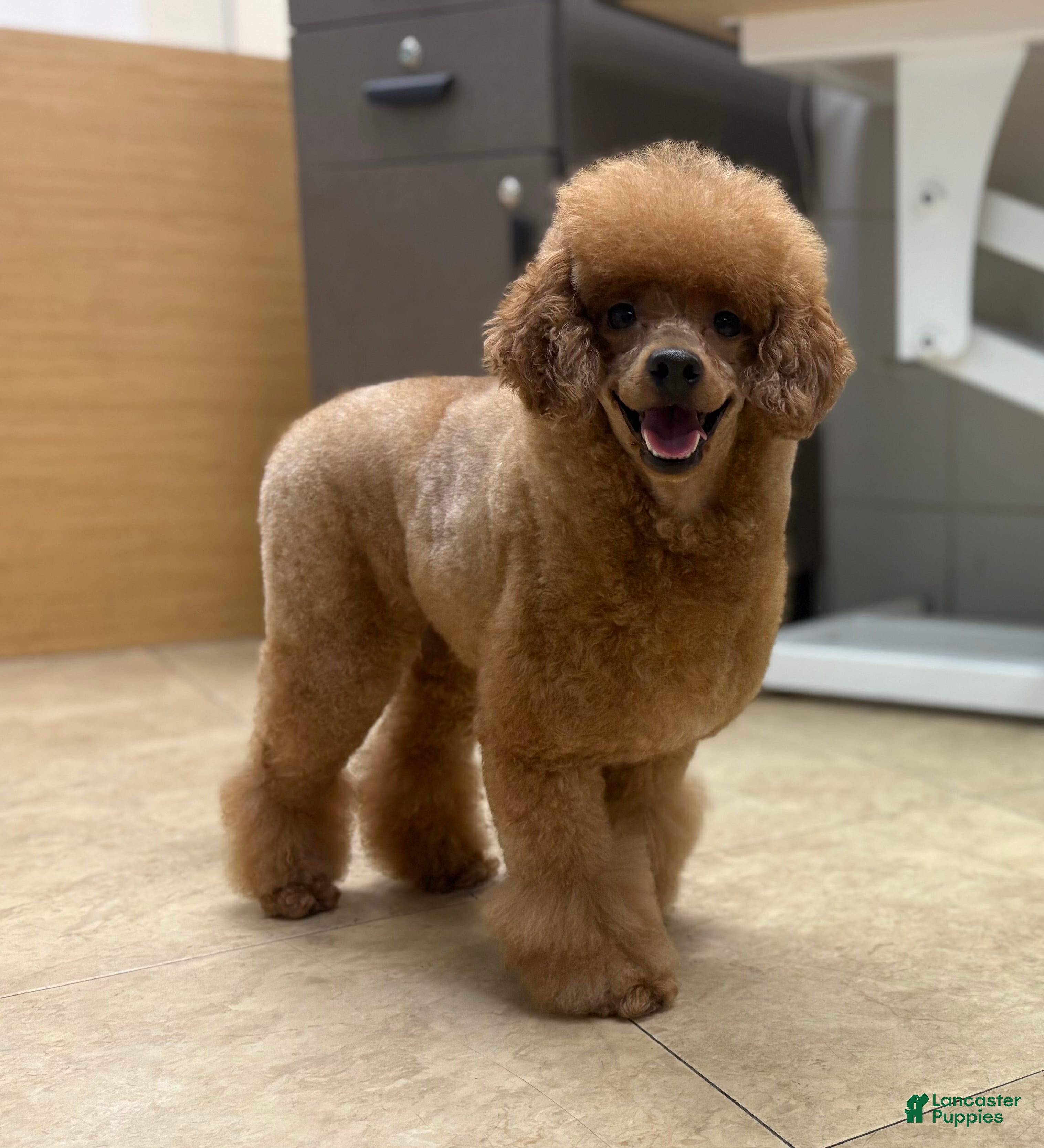 Miniature Poodle dogs Mochi - Ad 29
