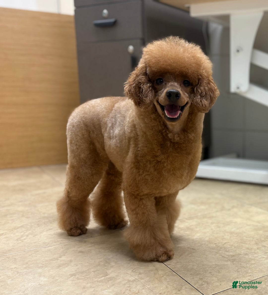 Miniature Poodle dogs for sale: Mochi - Ad 1