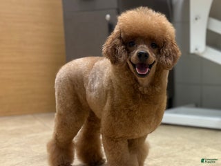 Miniature Poodle dogs Mochi - Ad 24