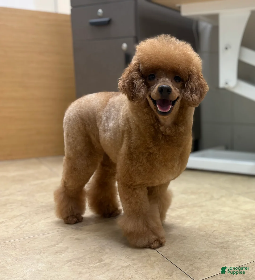 Miniature Poodle dogs for sale: Mochi - Ad 1
