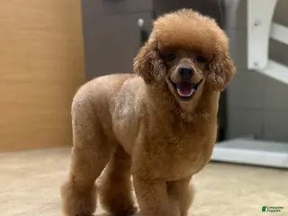 Miniature Poodle dogs Mochi - Ad 38