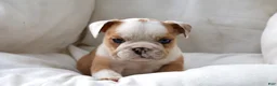 English Bulldog dogs for sale: Dante - Ad 5