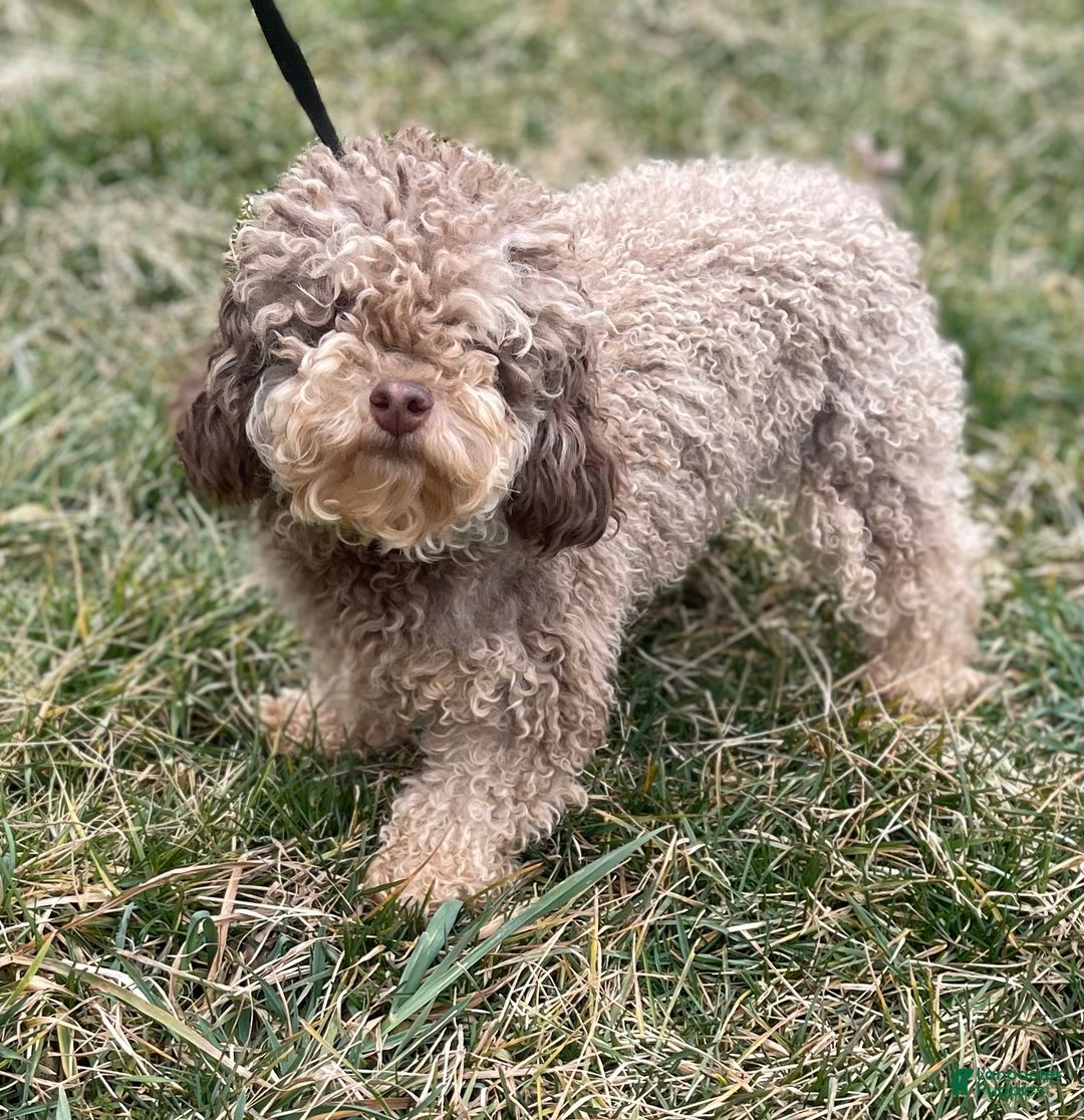 Mixed Breed dogs for sale: Maci - Ad 7