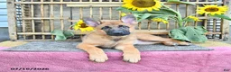 Mixed Breed dogs for sale: Adora - Ad 2