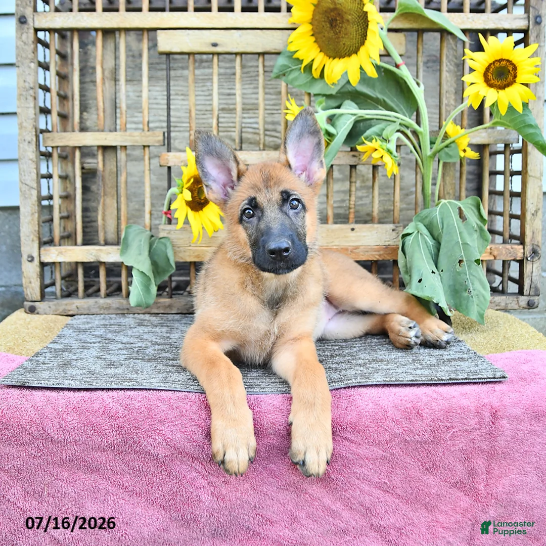 Mixed Breed dogs for sale: Adora - Ad 2