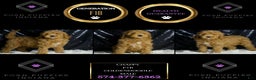 Mini Goldendoodle dogs for sale: Chappy - Ad 2