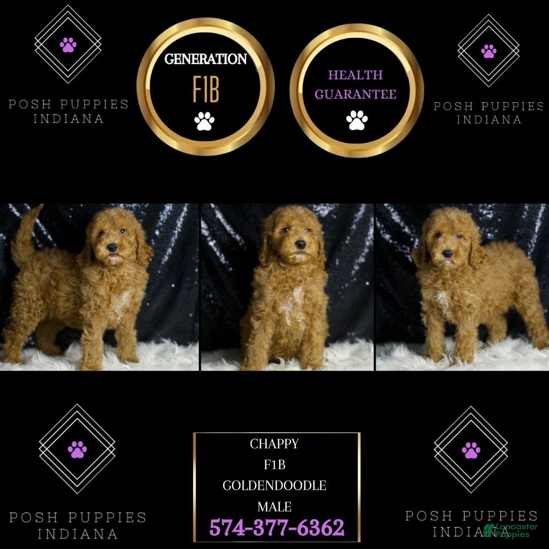 Mini Goldendoodle dogs for sale: Chappy - Ad 2