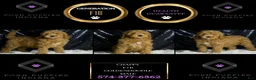 Mini Goldendoodle dogs for sale: Chappy - Ad 8