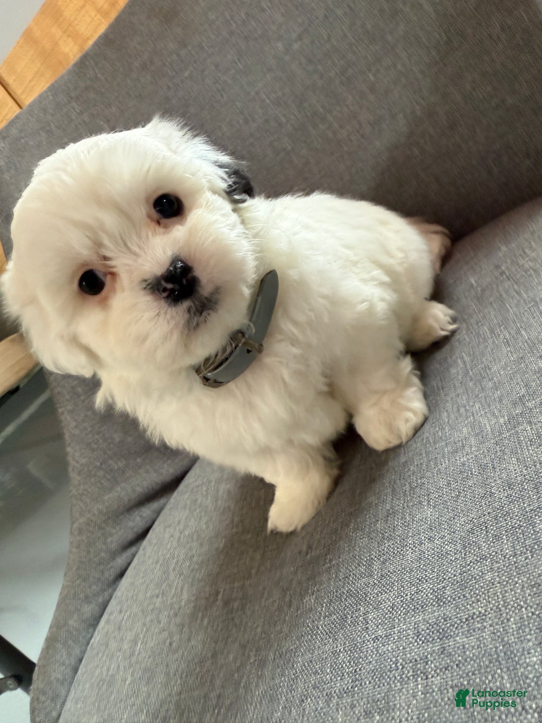 Teddy Bear dogs for sale: Snowy - Ad 3