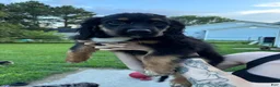 Mixed Breed dogs for sale: Milo - Ad 6