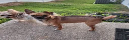 Chihuahua dogs for sale: Brayson  - Ad 6