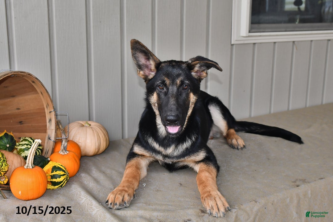 German Shepherd dogs for sale: Kelsey - Ad 5