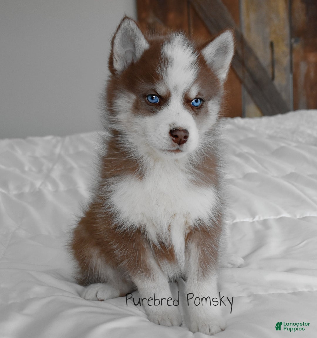 Pomsky dogs for sale: Walker - Ad 5