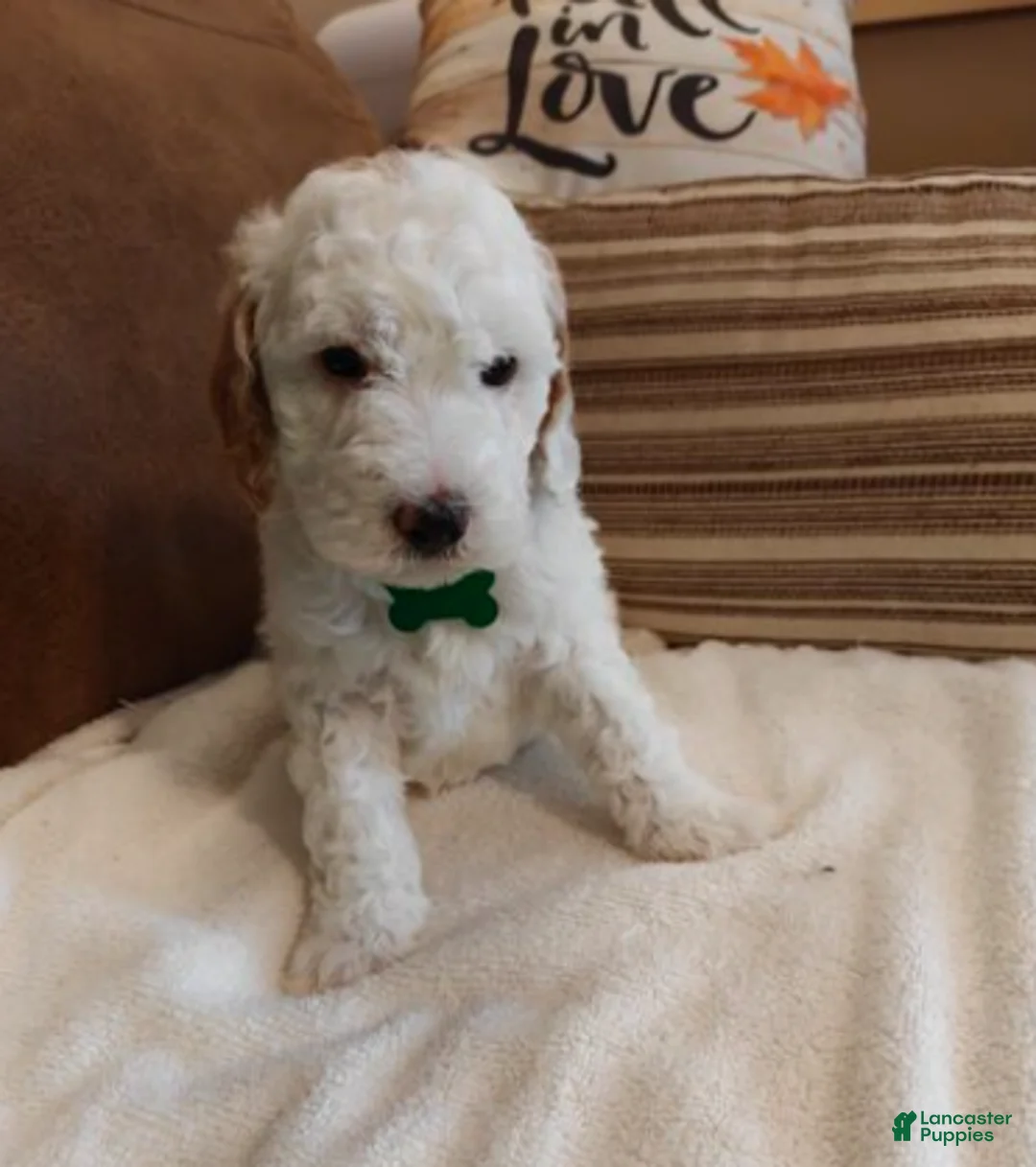 Mini Goldendoodle dogs for sale: Luke - Ad 1