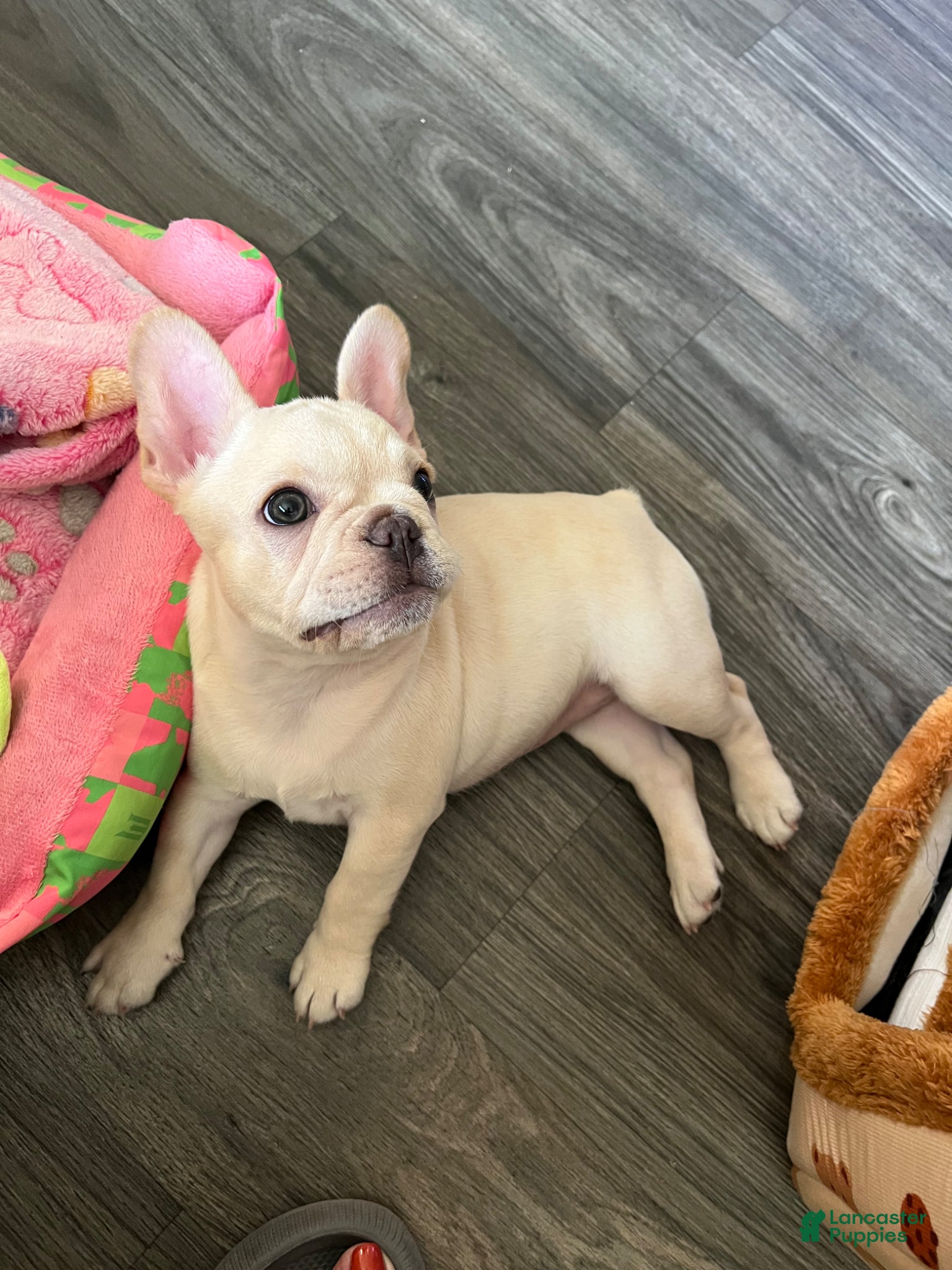 French Bulldog dogs French Bulldog Puppy 1 - Ad 2