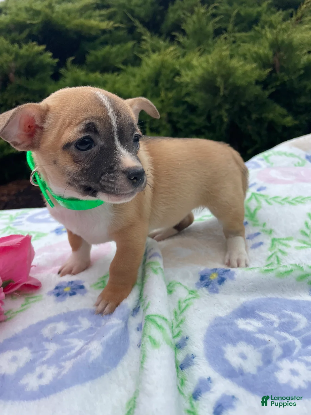 Chihuahua dogs for sale: Blossom - Ad 2