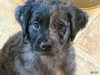 Aussiedoodle dogs Romeo - Ad 10