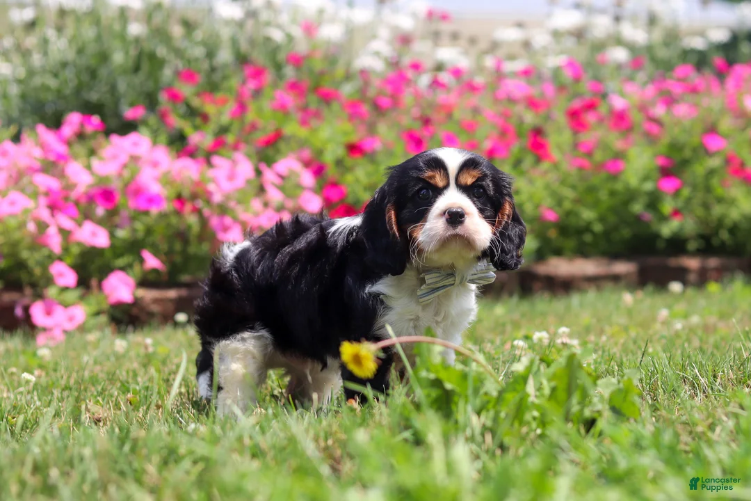 Cavalier King Charles Spaniel dogs for sale: Xander - Ad 1