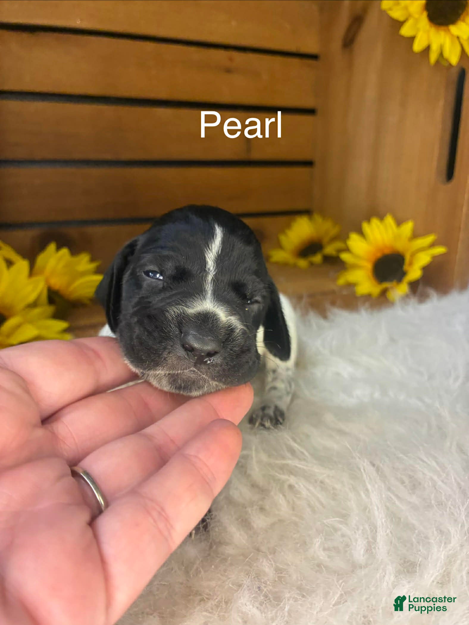 German Shorthaired Pointer dogs Pearl - Ad 16
