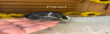 Pearl