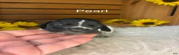 German Shorthaired Pointer dogs for sale: Pearl - Ad 1