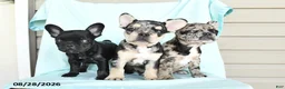 French Bulldog dogs for sale: Lilac - Ad 5
