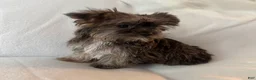 Shorkie dogs for sale: Skip - Ad 3