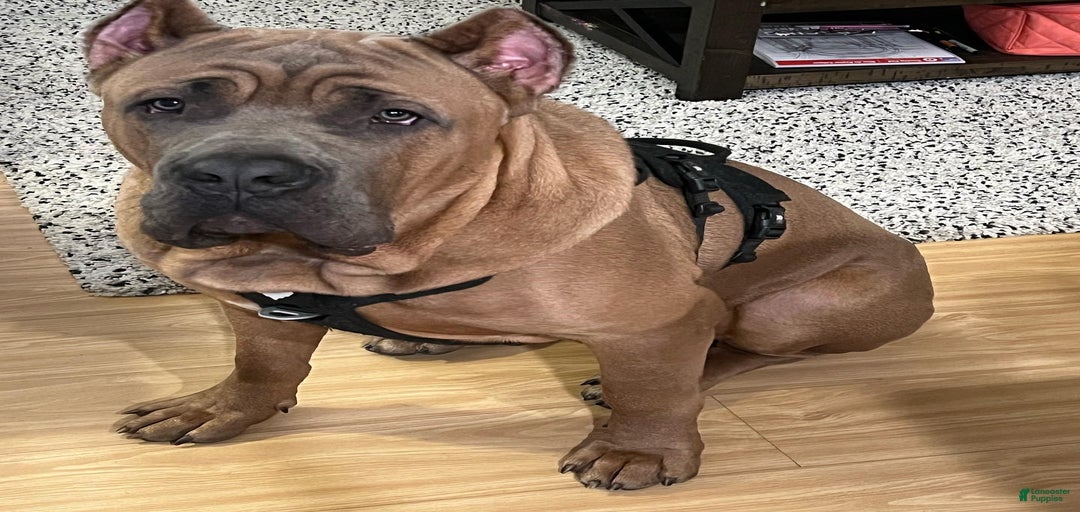 Gallery Image {{count}}