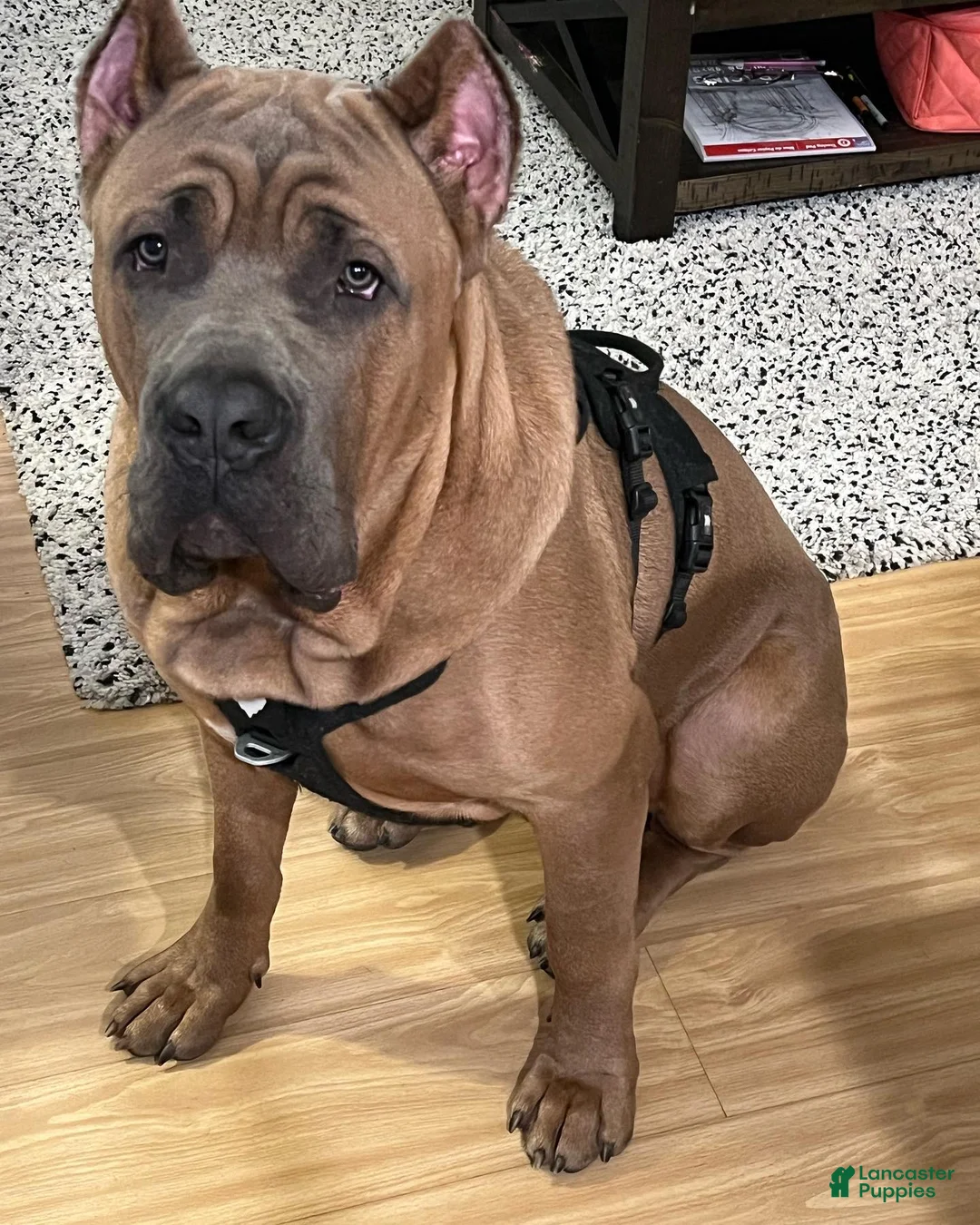 Gallery Image {{count}}