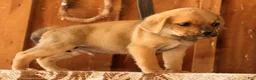 Puggle dogs for sale: Charlie - Ad 4