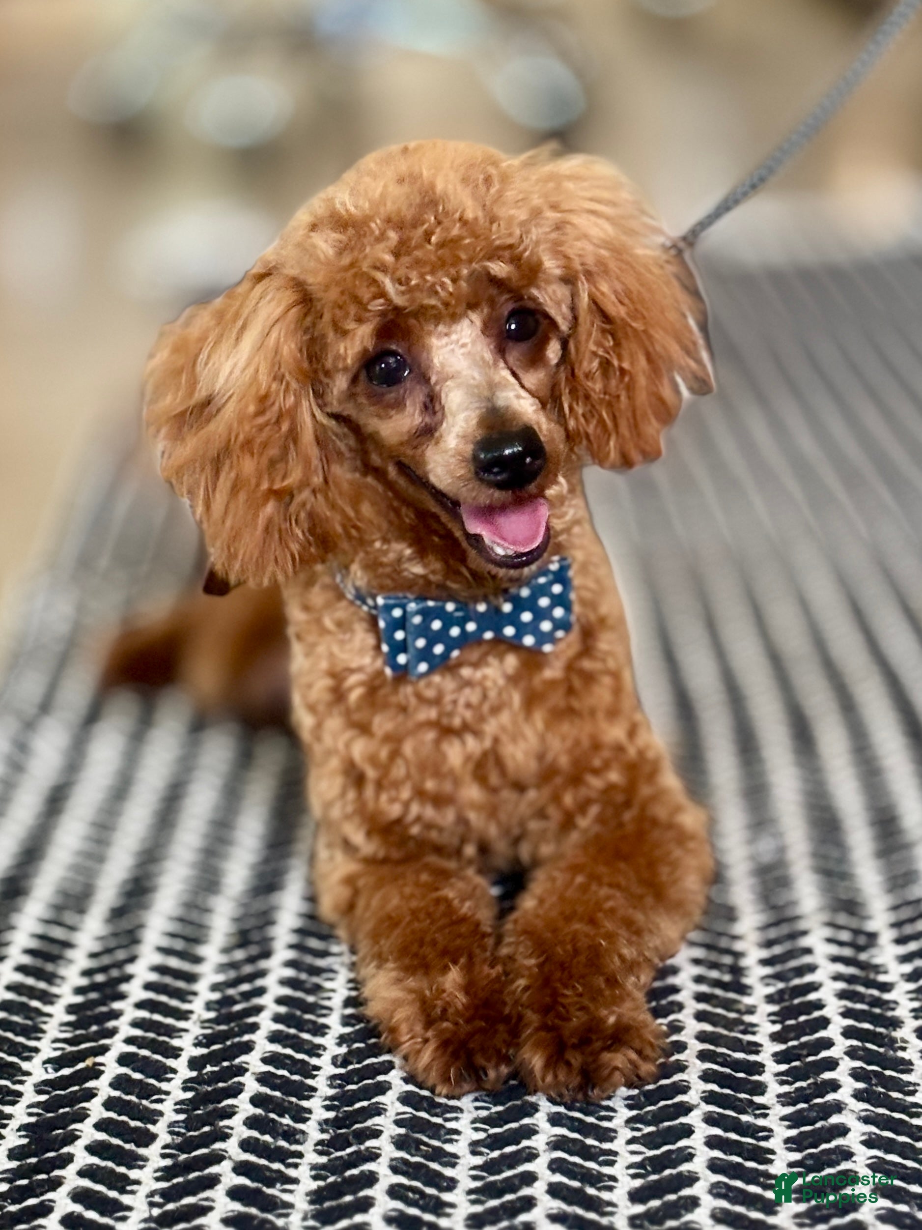Toy Poodle dogs Echo Toy Poodle  - Ad 2
