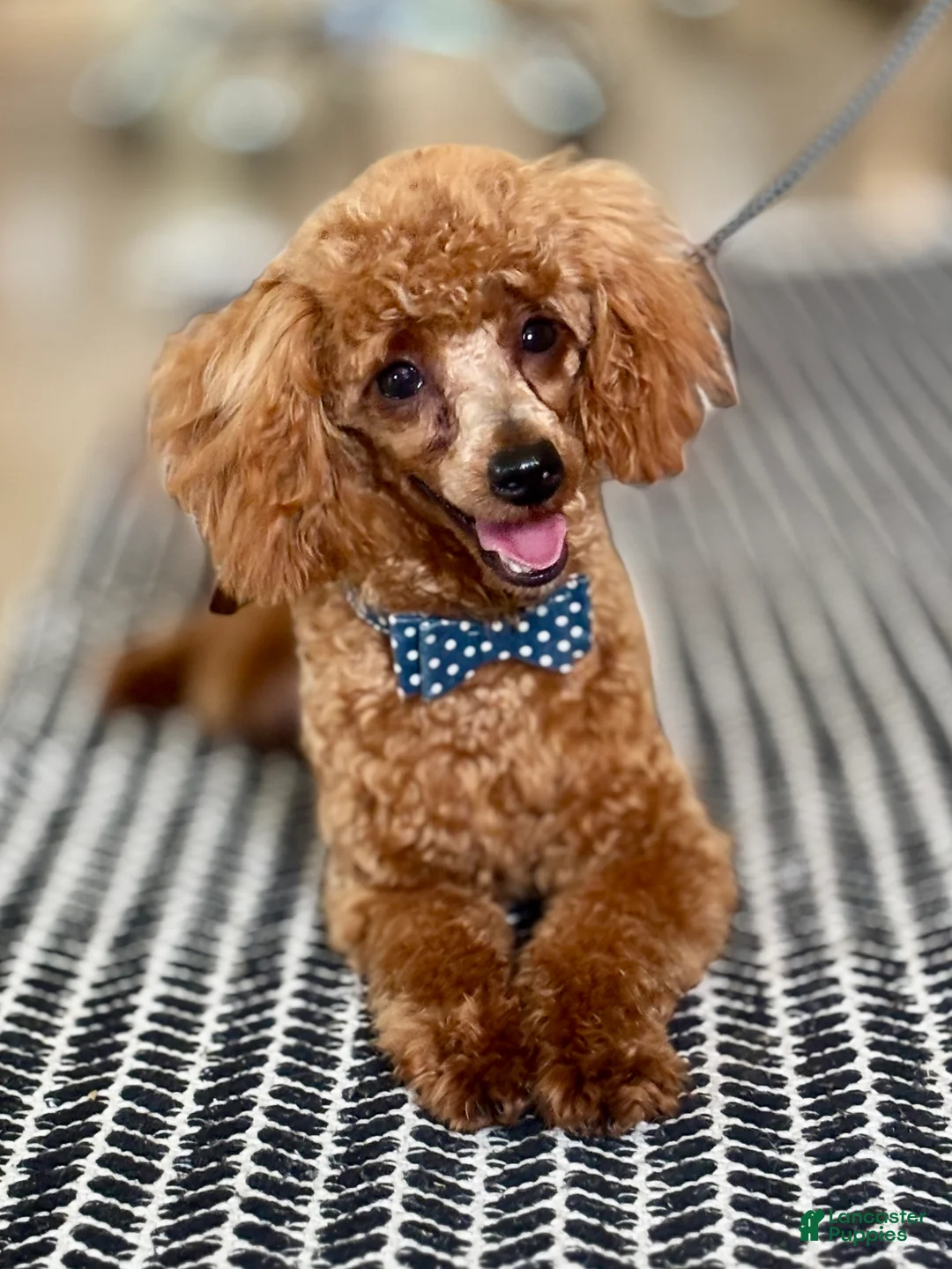 Toy Poodle dogs for sale: Echo Toy Poodle  - Ad 2