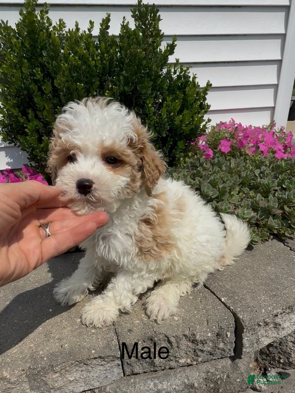 Mixed Breed dogs Cotton - Ad 6