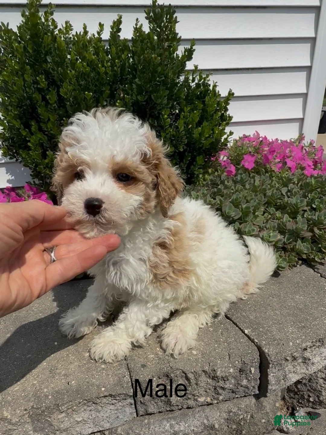 Mixed Breed dogs for sale: Cotton - Ad 1