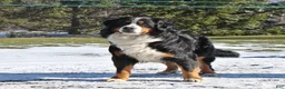 Bernese Mountain Dog dogs for sale: Bennett - Ad 7