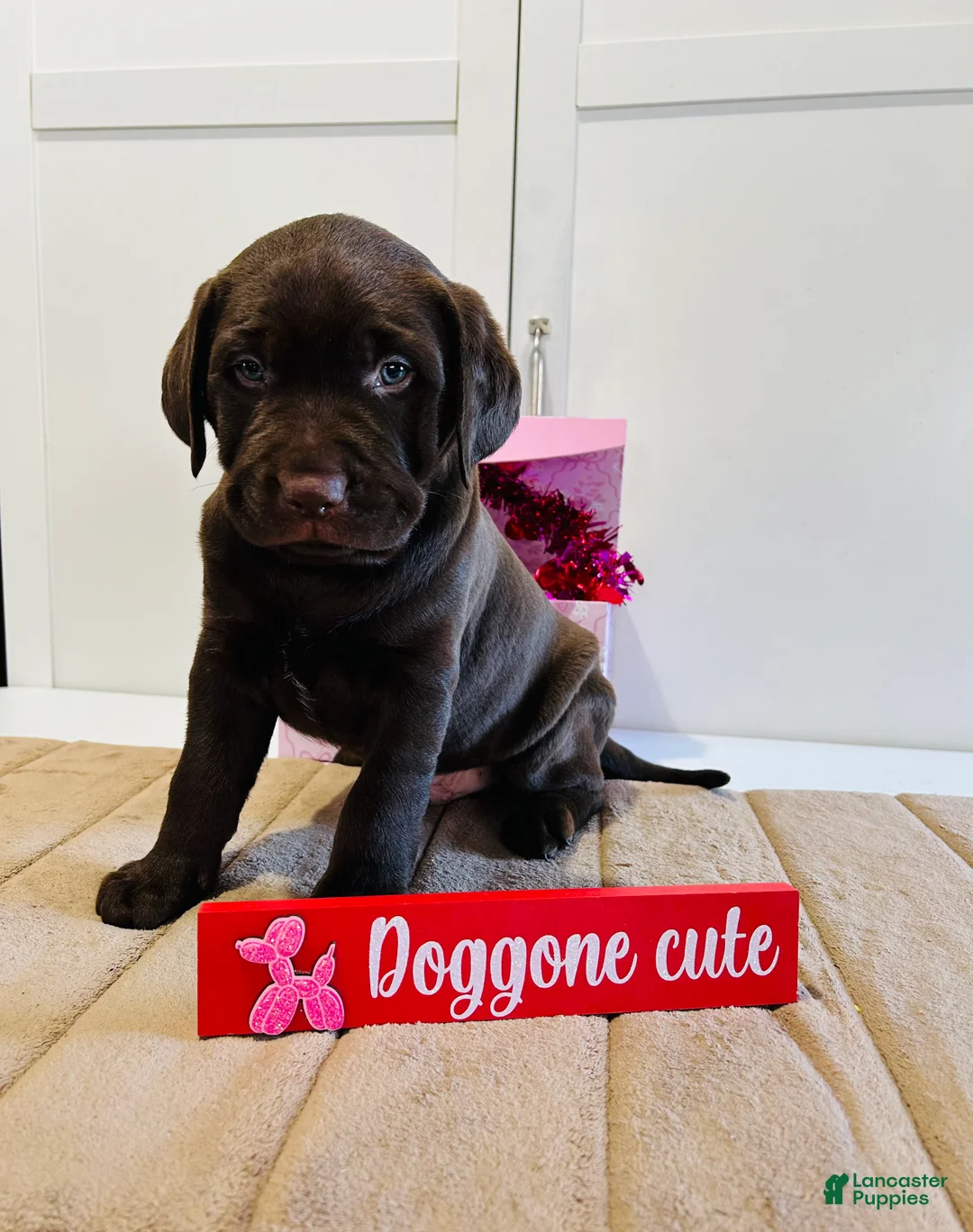 Labrador Retriever dogs for sale: Kobe - Ad 2